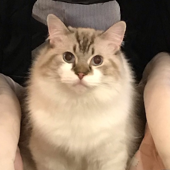 Meet your Posher, Yifei - Picture 1 of 1